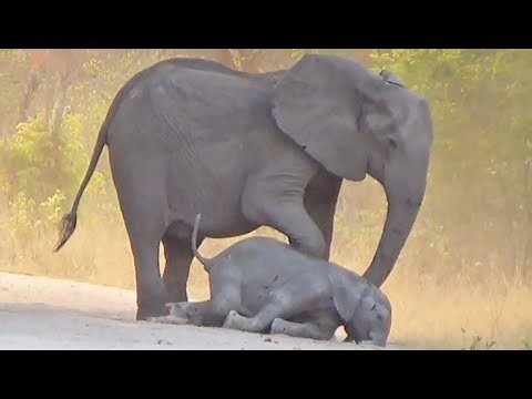 Elephants Try Help Dying Calf - video by LS | Ruby Life