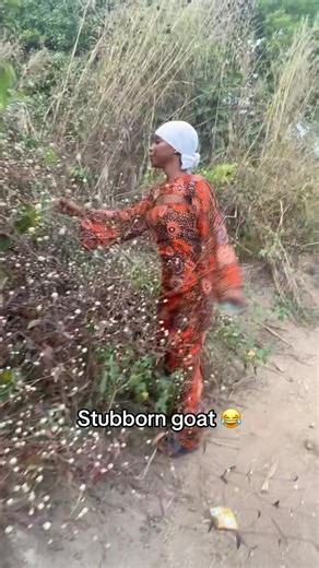 The Stubborn Goat Comedy: Adventures and Leaks