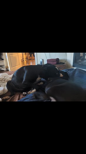 Saturday Dog Party 🎉🎉🎉 | Tasmin Morningstar McCoy