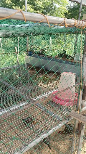 Laborless Automatic Linear Feeder for Brooding Pen. Idea palang po ito, DIY lang para po mavisualize nyo ung nasa isip ko. Di po ako fabricator. 😆 | SirJuan Agriventure