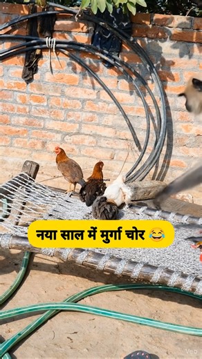 नया साल में मुर्गा चोर 😂🐔 #thetharpuns #heharpuns #newyear #murga #chor