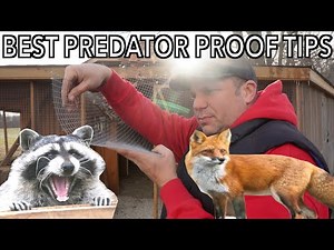 Best Tips to Predator Proof a Chicken Coop