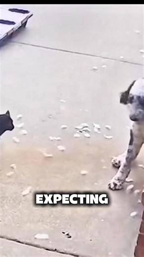 61K views · 724 reactions | Animals that sacrifice themselves for others _animals _facts _wildlife _shortsvideo _viralshorts | Nature's Animal Kingdom | Facebook