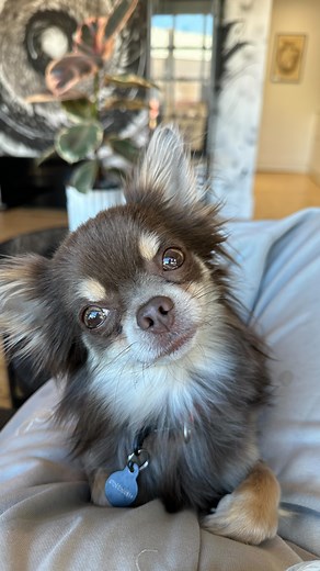 ✖️D I A B L O✖️ Many names for my boy 🤟 enjoy 💚 #dogsofinstagram #chihuahuas_of_instagram #chihuahua #chihuahua_lovers_club #chichi #dogdays | Meg Luan Tattoo Artist
