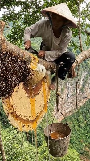 Guardians of the Bees: Tribal Honey Hunters' Story