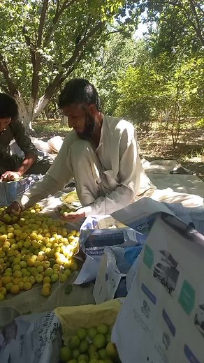Efficient Fruit Sorting Techniques in Orchard Settings
