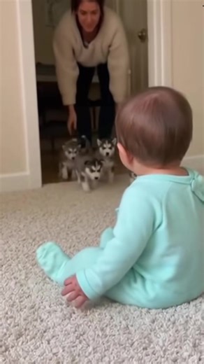 The puppies are playing with babies #doglover #love #dog #baby #pet | dog