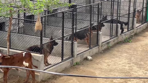 The Ultimate Guide to German Shepherd Care