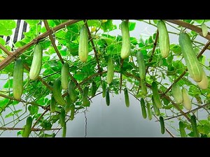 🥒 El Huerto más Pequeño y Productivo Siembra Pepinos con Éxito en Espacios Reducidos 🌱