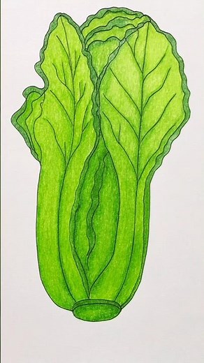 Easy Lettuce Drawing with Colored Pencils | Simple Step-by-Step Tutorial🥬