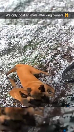 Animals Attacking Owners on Instagram: ""When pets forget who's boss... Swipe for instant regret! #AnimalAttack #PetFails #CrazyAnimals #PetProblems #WildPets #AnimalFails #ViralVideo #AnimalsOfInstagram #FunnyAnimals #UnexpectedFails #MustWatch #AnimalsBeingSavage""