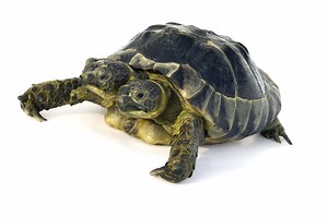 The story of Janus, the two-headed tortoise who can't fit inside his own shell
