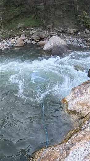Serene pond, sparkling waters… and a snow trout surprise! 🐟❄️#netfishing #springfishing #shorts