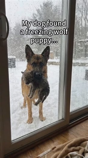 wolf on Instagram: "He wouldn’t stop calling her to come home 😭#rescue #animals #fyp #wholesome #wolf"