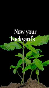 Whether you're a first-time grower or a seasoned pro, our premium seeds are designed for fast, reliable results. 🌱 Elite genetics. Guaranteed quality. Ready to grow. | Growers Choice Seeds