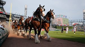 How the Budweiser Clydesdales Became a Commercial Success