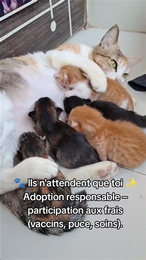 💖 Un chaton doux cherche son foyer. Adoption responsable – participation aux frais vétérinaires.