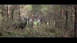 5K views · 265 reactions | Mañana, sábado 5 de marzo (a las 13:30h) La 2 estrena la primera serie documental producida por SEO/BirdLife sobre la Red Natura 2000: una mirada a los espacios protegidos de nuestro país. Narrada por Mara Torres, se compone de 28 capítulos que se emitirán los sábados en La 2. Posteriormente, estarán disponibles tanto en la web de RTVE como en el site del proyecto. Mira a continuación el vídeo de presentación: | MARA TORRES | Facebook