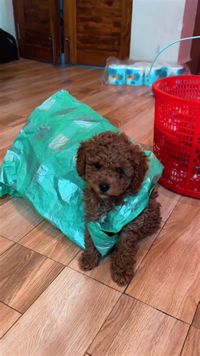 Murdar Hulk Thapa Magar Ka Stylish Kapada