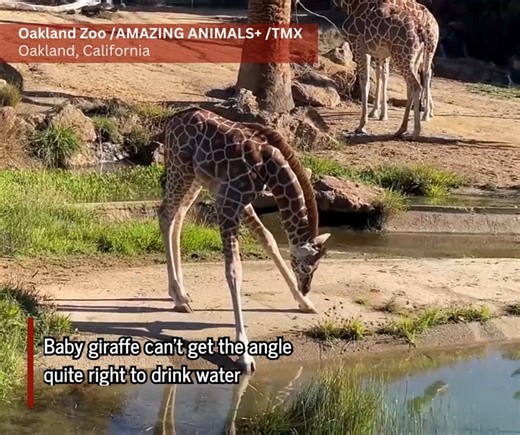 A baby giraffe at the Oakland Zoo in California is learning to grow up in the most adorable way! https://tinyurl.com/bdhb9m9c | WSMV 4, Nashville