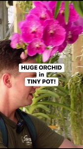 38K views · 1.3K reactions | Vanda orchids dont need any medium to grow, so theyre often kept in the same small pots they started in simply because theyre only function is to have something to hang from. What BEAUTIFUL plants! #plantsoftiktok #orchid #planttok These orchids are from R&R Orchids! | Tanner The Planter | Facebook