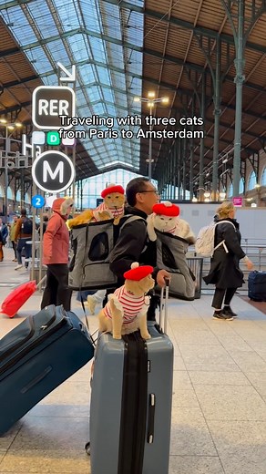 315K views · 228K reactions | We took the train from the Gare du Nord to Amsterdam Centraal station, and it was the most cat-friendly and relaxing 4-hour train ride! . . . #reelsinstagram #cats #catlove #amsterdam #nyc #travel #travelphotography #kucing #catlife #instagood #upworthy #catsofinstagram #viralreels #猫 #고양이 #캣스타그램 #neko #adventurecats #fblifestyle | Spongecake_cats | Facebook