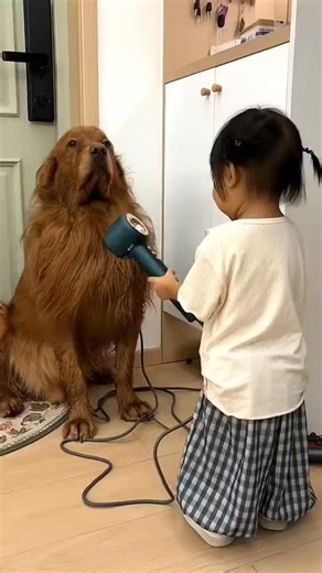 1.9K views · 40 reactions | #goldenretriever #doglover | Golden fam | Facebook