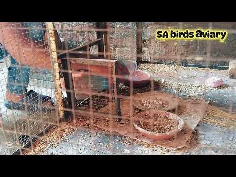 Zebra finch's update day 1 of breeding #zebrafinches#bird#finchbreeding