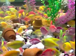 Most Beautiful Color Fish Releasing. Guess How many? | Aquarium Home