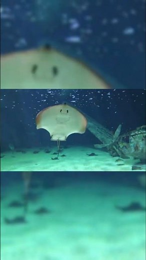 Top 10 Largest Sea Creatures on Earth (2025) | Biggest Sea Creatures Ever Discovered