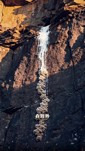 憋宝口诀：鸟粪落如帘，崖壁有洞天 这条“鸟粪帘子”的顶端，很可能隐藏着一个从下面不易察觉的洞穴或凹腔。#每日分享 #人文 #揭秘 #科普知识 #神奇的大自然