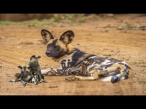 How Wild Dog Giving Birth Success?
