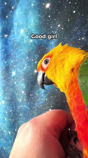 Jenday Conure: Talking, Kisses, and Fun Interactions