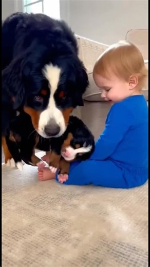 12M views · 487K reactions | Vínculo adorable entre bebé y cachorro...