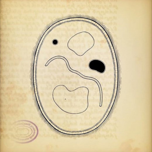 Cytographia (Long-Form Generative Art), 2024