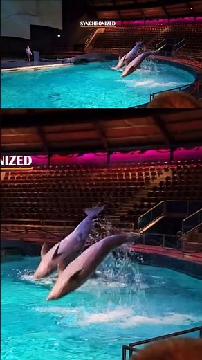 DOLPHIN 🐬 dives, Dolfinarium