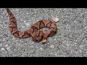 Copperhead snake in the Shawnee National Forest Illinois