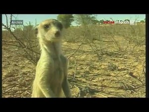 Meerkats in the Kalahari desert
