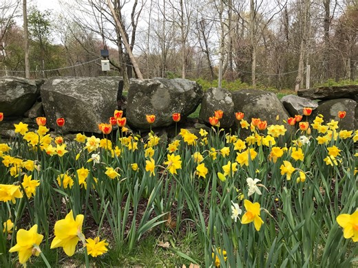 Spring outlook: What weather conditions can we expect in the Boston area, across New England? - The Boston Globe