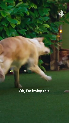 502K views · 10K reactions | When it’s been too long since you last saw your best friend The Dog House now streaming on All4 with new episodes every Thursday at 8pm on Channel 4. If like Rosie, your dog has suffered a heart break, you can APPLY NOW at the link in our bio to be matched by Woodgreen Pets Charity matchmaking experts  #thedoghouse #rescuedogs #adoptdontshop | The Dog House | Facebook
