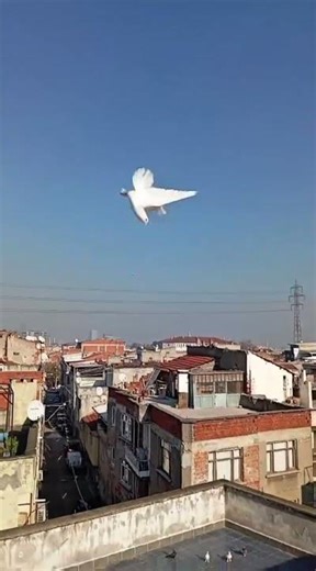 Mardin Kuşu #taklacıgüvercin #güvercin #kuşseverler #pigeon #mardinkuşu #oyunkuşu #birds