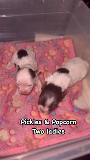 I LOVE the genetic component of the Yorkie breed. Its fascinating 🤨 The parti coloration is beautifully brought about by the recessive piebald gene, specifically the S locus, and isn't it amazing that for a 🐶Yorkie to radiate this parti pattern, it must inherit two copies of this recessive allele—one from each parent, showcasing the wonders of genetic inheritance. What a blessing ❤️ #Yorkie #YorkiePuppy #YorkieLove #YorkieLife #YorkieNation #YorkieWorld #YorkieGram #YorkieOfTheDay #YorkieAddic