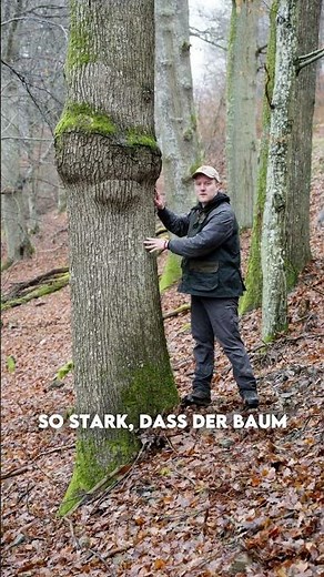 This tree has cancer?!