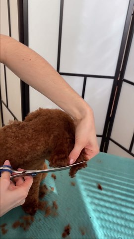 Watch this fluffy poodle's adorable teddy bear grooming transformation!