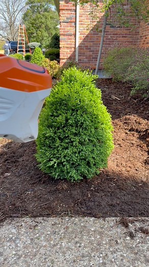 What shape do you see? #thatlawndude #asmr #stihl #trimmer #lawncare #landscaping | That Lawn Dude