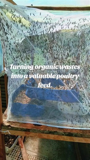 From Chickens,kitchen,pigs and market wastes to poultry feeds. #Circulareconomysystem #Bsf farming.