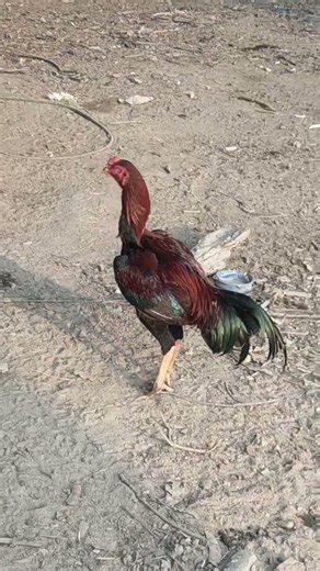 lakha murga #shorts #murga