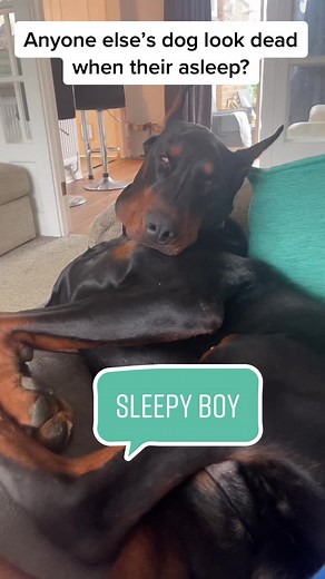 Sleepy Doberman Relaxing on the Couch