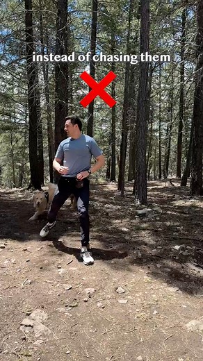 What to do if your dog won’t come! | Ellie Golden Life