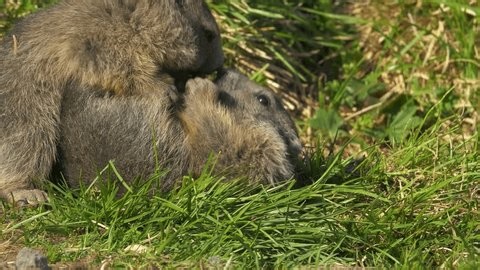 clip-3985481407-cute-wild-marmots-playing-together-on-grass